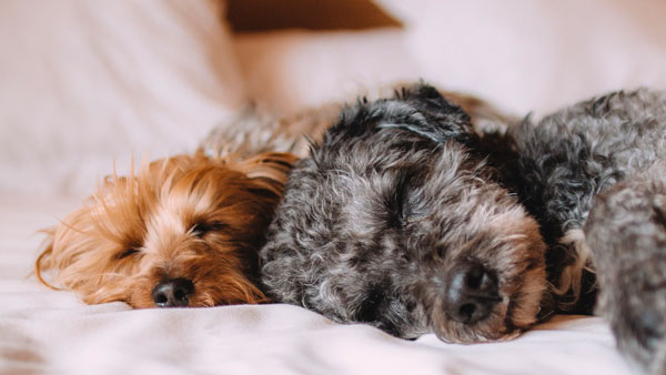 Napa House Cleaning Maid Service Pet Sitting Service
