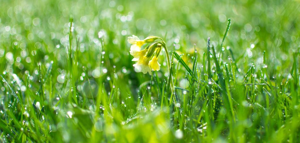 Napa House Cleaning Maid Service Spring Cleaning Featured