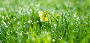 Napa House Cleaning Maid Service Spring Cleaning Featured